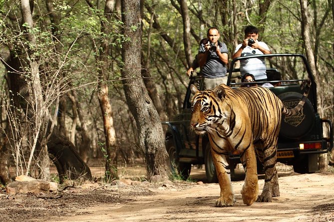 From Delhi: Golden Triangle With Tiger Safari Private Tour - Accommodation Details