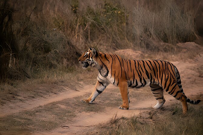 From Jaipur: 2 Days Private Tour of Ranthanbore Tigers Safari - Additional Details