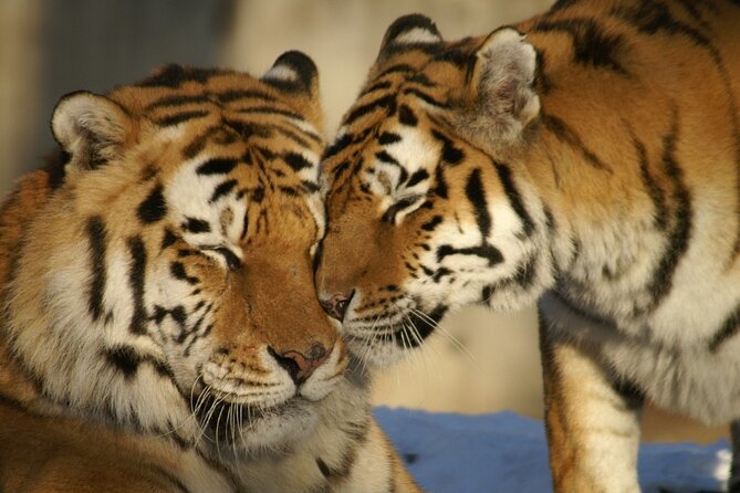 From Jaipur: Ranthambore Tiger Safari Private Day Trip - Price Details