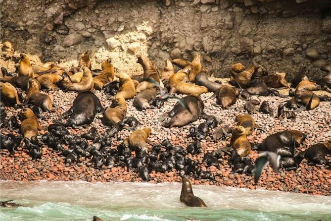 From Lima: Full Day Paracas by Bus - Additional Information