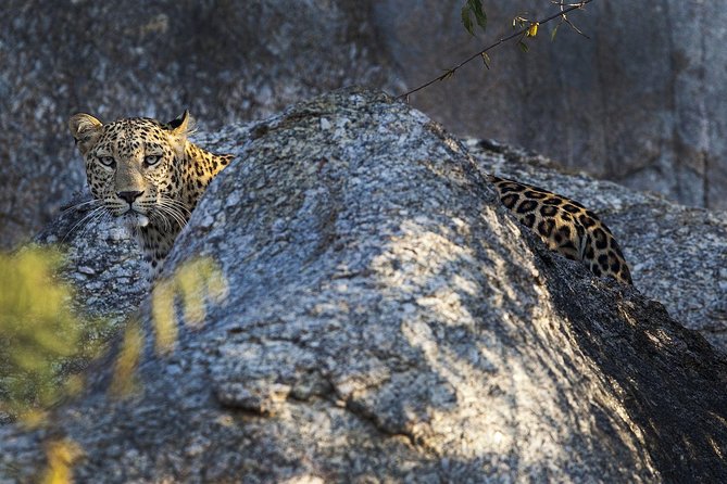 From Udaipur Bera Leopards Liar & Safari - Additional Information