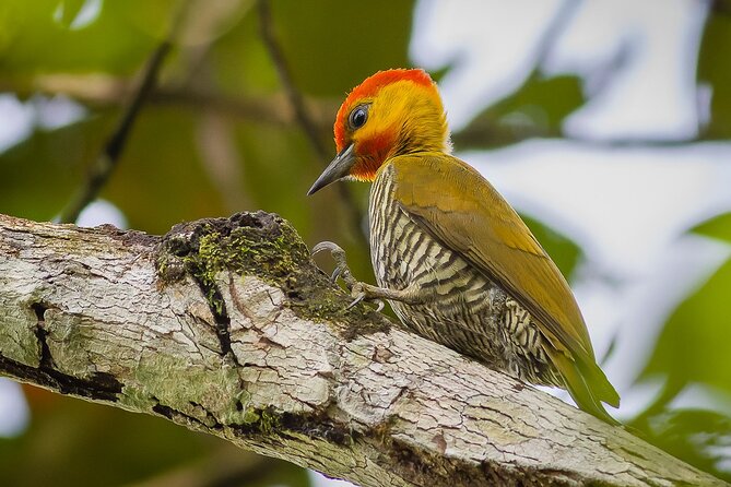 Full Day Bird Sighting Tour in Serra Dos Orgaos Region - Frequently Asked Questions