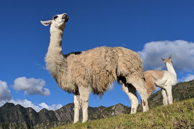 Full Day Direct Train to Machu Picchu via Ollantaytambo - Directions