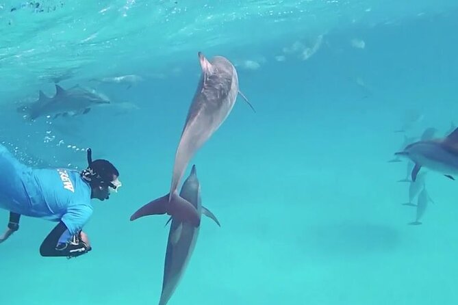 Full-Day Dolphin House From Hurghada - Pricing and Reservation Process