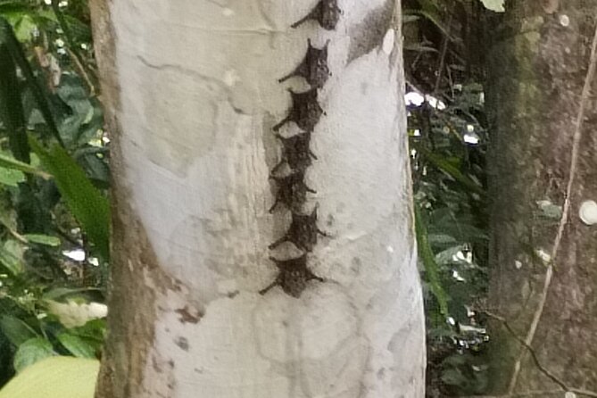 Full Day Excursion in Panama Private - The Sum Up