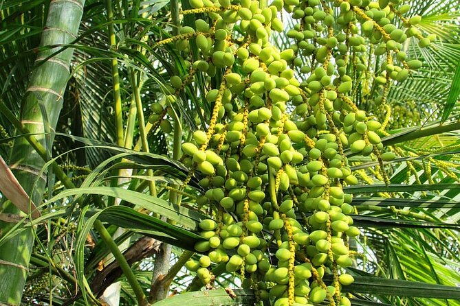 Full-Day Goa Shore Excursion With Lunch at a Spice Plantation - Pricing Information