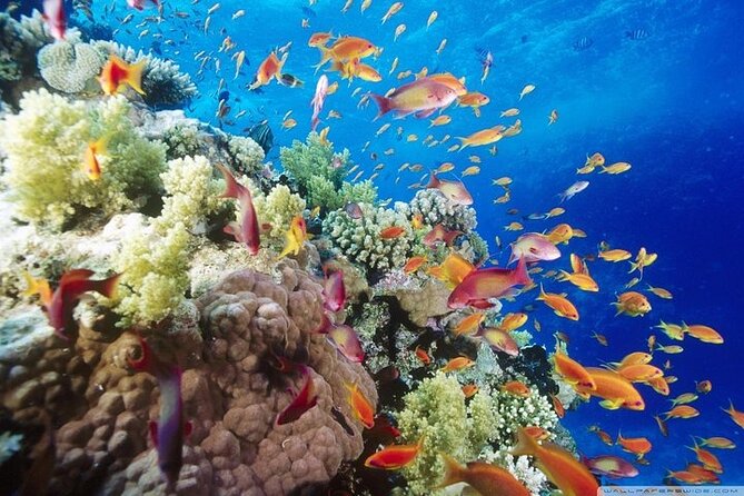 Full Day Guided Marsa Mubarak Snorkeling From Marsa Alam - Operator Details