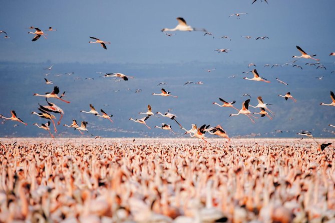 Full Day Lake Nakuru National Park Tour - Frequently Asked Questions