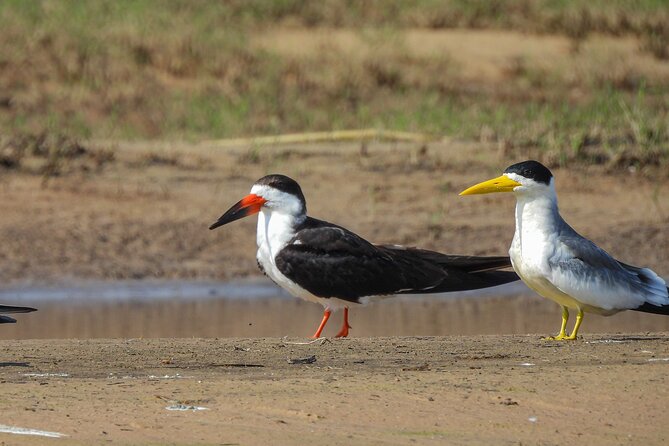 Full Day Paraguay River Nature and Wildlife Boat Tour - Pricing and Booking