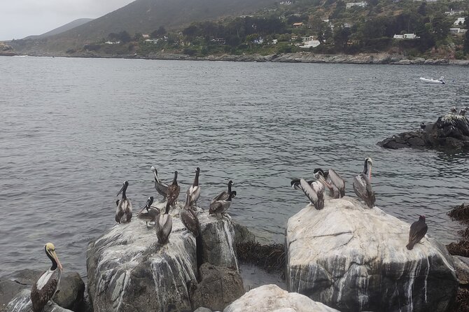 Full-Day Penguins Island, Winery & Horse Riding From Santiago - Pickup Details