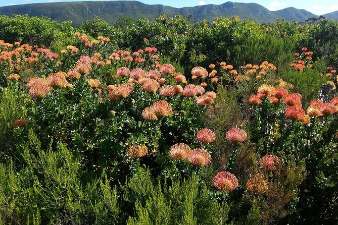 Full-Day Port Elizabeth & Kragga Kamma Reserve Safari - Guest Requirements