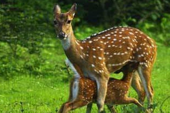 Full Day Private Safari at Yala National Park by Yala La Safari Tours - Location Information