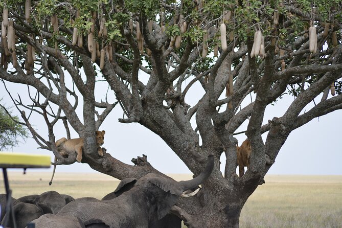 Full-Day Private Serengeti National Park Safari With Breakfast - Booking Policy
