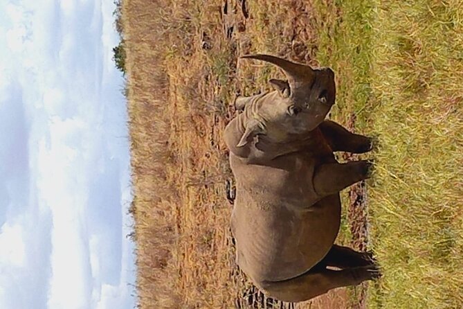 Full-Day Private Tour Nairobi National Park and Giraffe Center - Accessibility Features