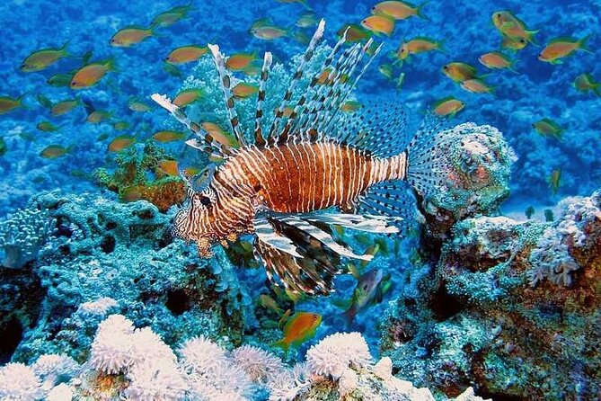 Full Day Private Tour Swim With Turtles and Dugong in Marsa Alam - What To Expect