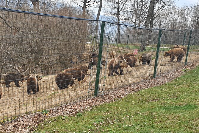 Full-Day Private Tour to Bear Sanctuary, Dracula Castle & Brasov From Bucharest - The Sum Up