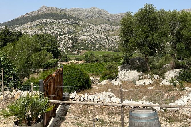Full-Day Private Wine Tour to 3 Wineries in Mallorca - Participant Guidelines