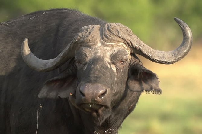 Full Day Safari at Selous Game Reserve From Zanzibar With Lunch - Inclusions and Amenities