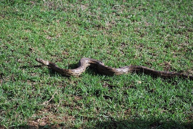 Full Day Safari Game Drive at Ngorongoro Crater With Lunch Included - Price and Booking Information