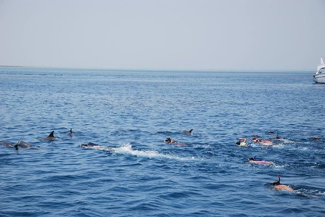Full Day Snorkeling Trip Dolphin Round House - Group Size and Start Time