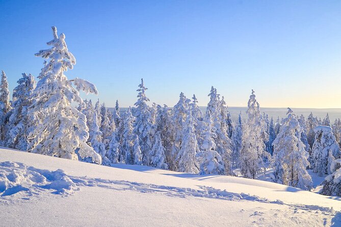 Full Day Snowmobile Activity in Rovaniemi - Pricing and Reservation