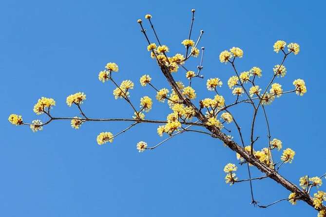 Full Day Suwon Hwaseong and Yellow Spring Flower Festival Tour - Cancellation Policy