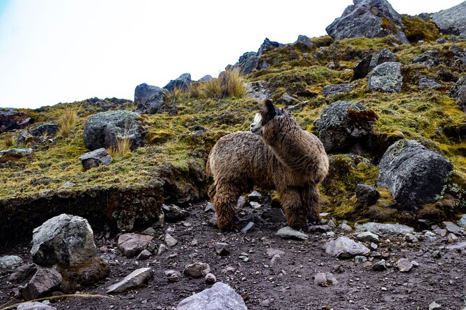 Full Day Tour Ausangate 7 Lakes - Frequently Asked Questions