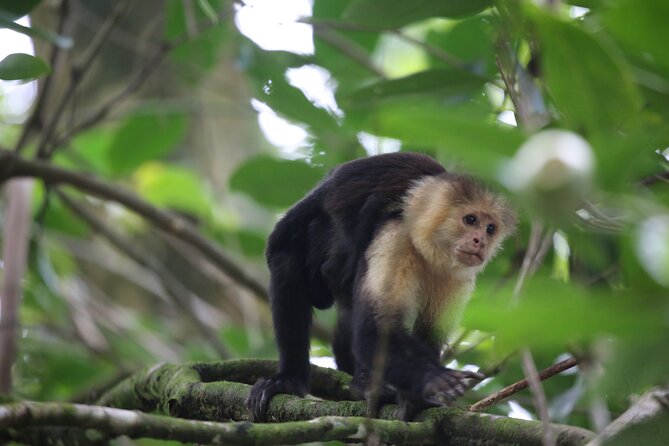 Full Day Tour in Corcovado National Park