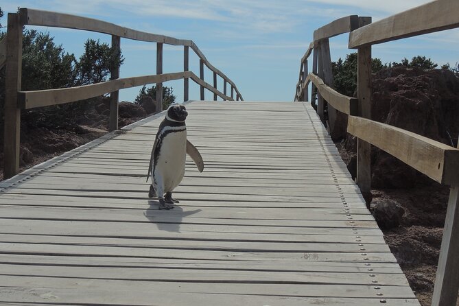 Full Day Tour Penguin Walk in Punta Tombo - Directions and Tips