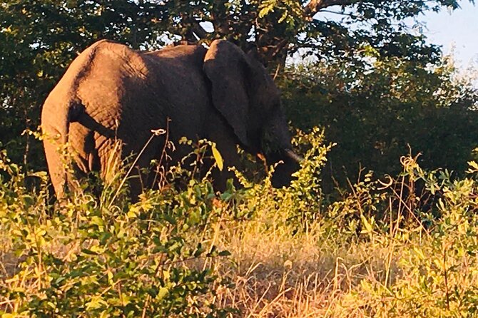 Full Day Tour to Chobe National Park and Botswana - Cancellation Policy Information