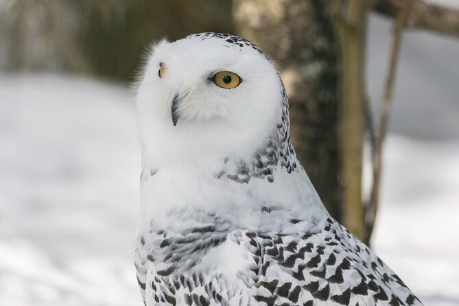 Full-Day Tour to Ranua Zoo With Pick up From Rovaniemi - Booking Information