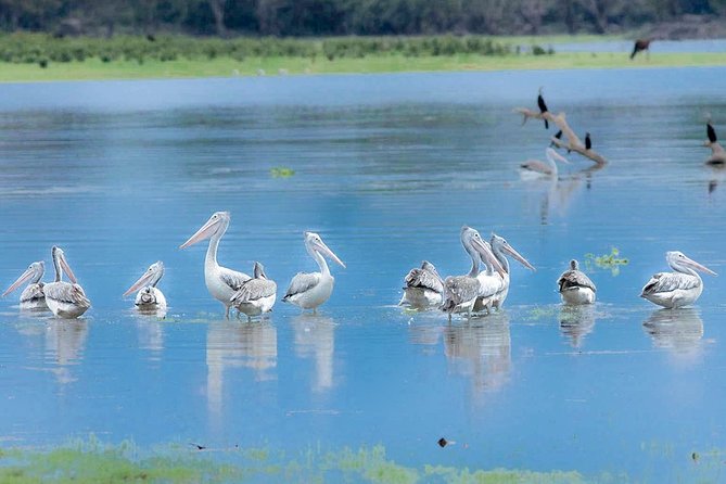 Gal Oya National Park Safari - Cancellation Policy