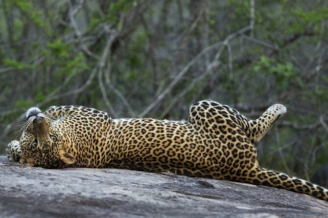 Gal Oya Safari and Vedda Safari Day Trip From Pasikuda/Kalkuda - Additional Travel Information