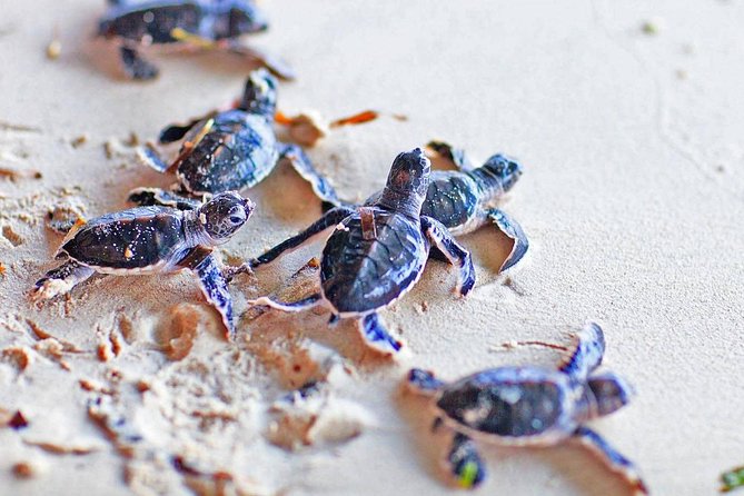 Galle Day Tour From Colombo (All Inclusive) - Directions and Meeting Time