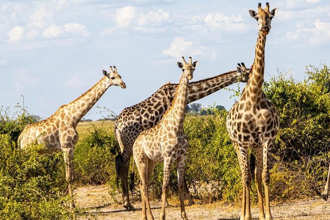Game Drive and Ｗhite Rhino Walking Safari in Livingstone Zambia - Price and Booking Details