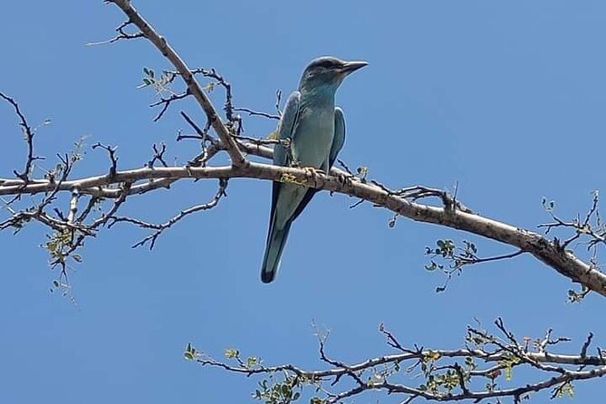 Game Drive Experience in Kruger National Park - Booking Process Explained