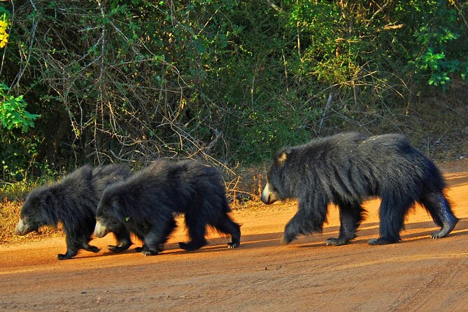 GO WILD! Double Safari Day Trip (Yala & Udawalawe) - Private & All Inclusive - The Sum Up