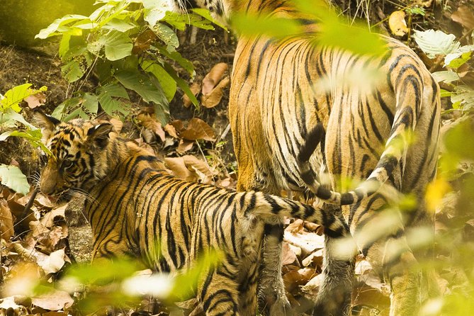 Golden Triangle Tour With Ranthambore From Delhi - Tour Overview