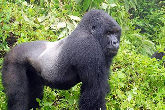 Gorilla Tracking Bwindi National Park - Best Time to Visit Bwindi