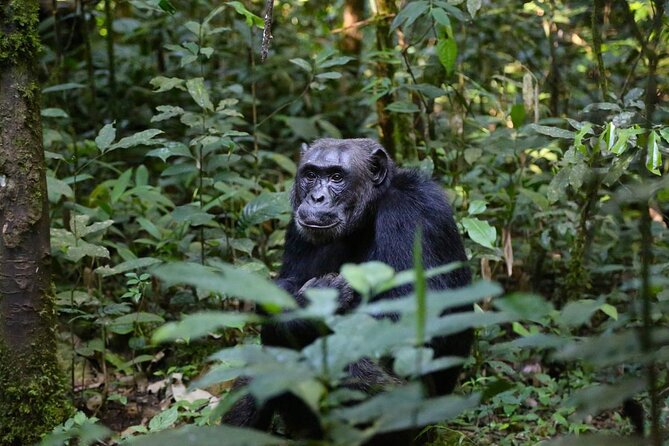 Gorillas, Chimpanzees and Wildlife Private Tour in 12 Days - Booking Information