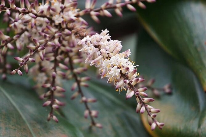 Guangzhou South China National Botanical Garden Private Day Tour - Price