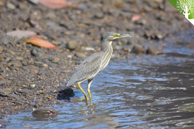 Guided Half Day Mangrove Safari Tour In Langkawi - Sharing Basis - Reservation and Payment Options