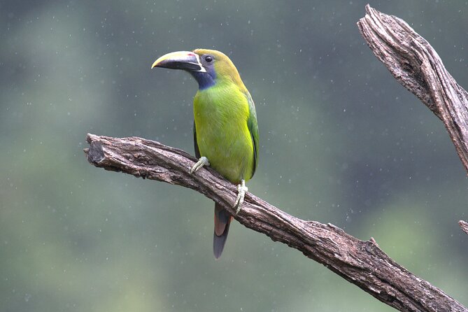 Guided Natural History Walk in Monteverde Cloud Forest - Reviews