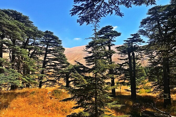 Guided Private Tour to the Cedars of God With Breakfast & Tickets - Additional Tour Information