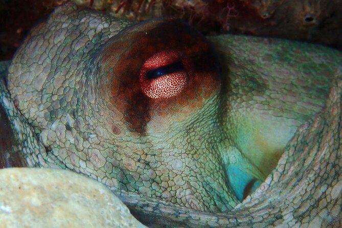 Guided Snorkeling Trips Kos Island - Opening Hours Schedule