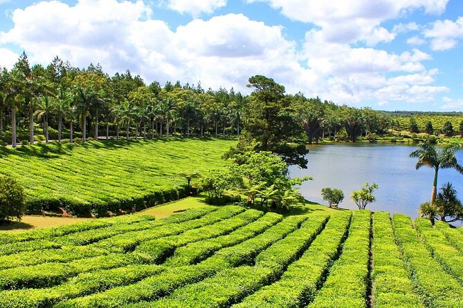 Guided Tea and Sugar Tour of Mauritius With Lunch - Inclusions and Highlights
