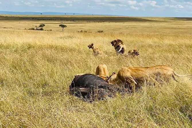 Guided Tour Masai Mara Kenya - Contact and Booking Information