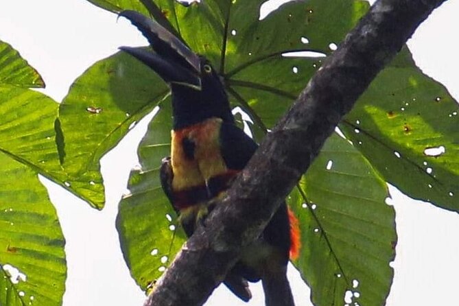 Guided Tour to Carara National Park With Admission Included - Essential Preparation Tips