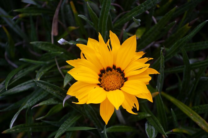 Guided Tour to Finca Silletera in Medellin - Meeting and Pickup Details