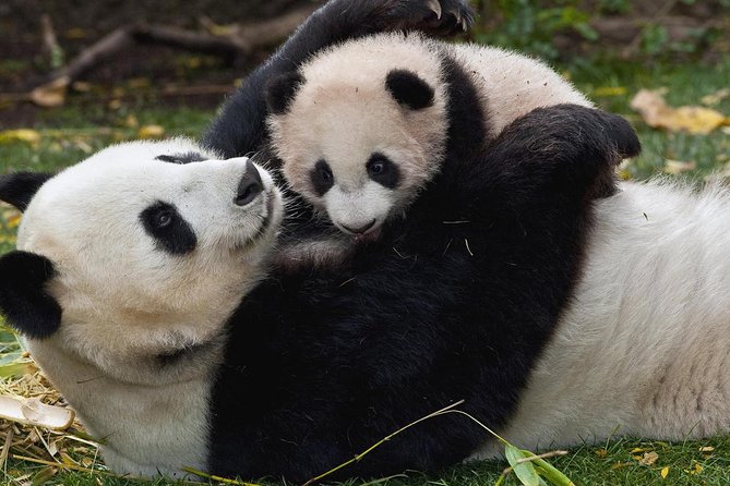 Half Day Chengdu Private Panda Tour - Directions